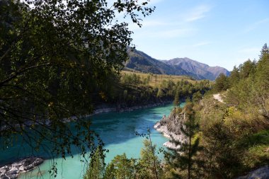 Dağ nehri turkuazı. Kıyı şeridi. Yeşil ağaç. Altai. Rusya.