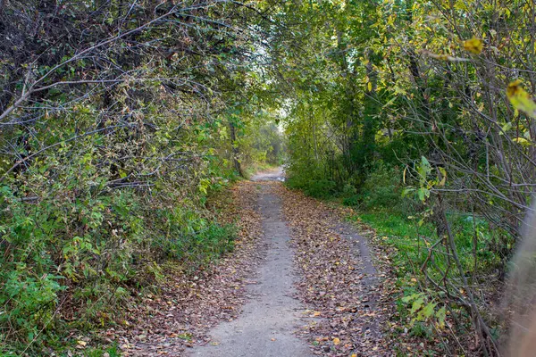 Sarı yapraklar boyunca uzanan patika, ormanın çalılıkları arasında. Yeşil yapraklar, ağaçlar, çalılar.