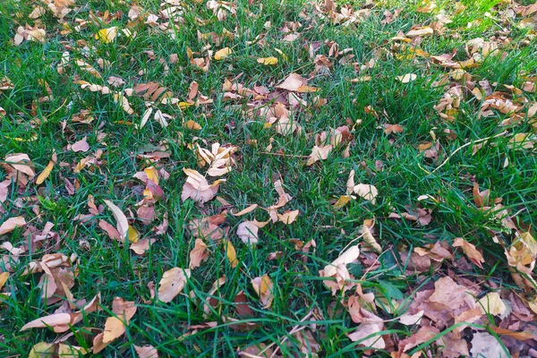 Les feuilles jaunes séchées reposent sur l'herbe verte. Jour d'automne . — Photo