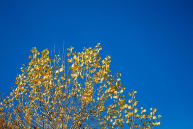 Mavi gökyüzüne karşı sarı yapraklı bir ağacın dalları.
