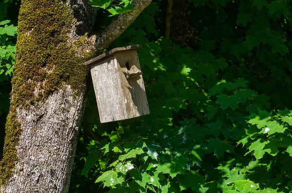 Stare Drewniane Zagnieżdżanie Pudełko Drzewo Wiosnę — Zdjęcie stockowe