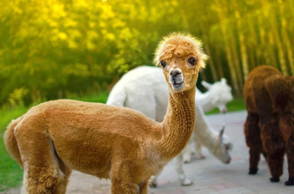 Alpaca Jovem Com Rosto Cômico Alpaca Com Cara Engraçada Olhando — Fotografia de Stock