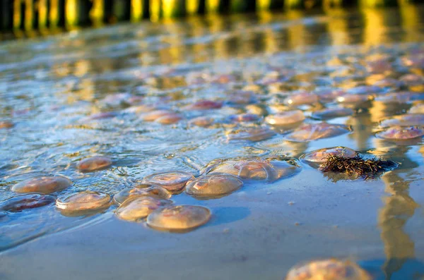 Mnoho Malých Nachové Medúzy Pláži — Stock fotografie
