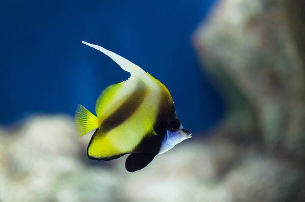 Exotic Fish Bannerfish Heniochus Monoceros Tropical Waters Ocean — Stock Photo, Image