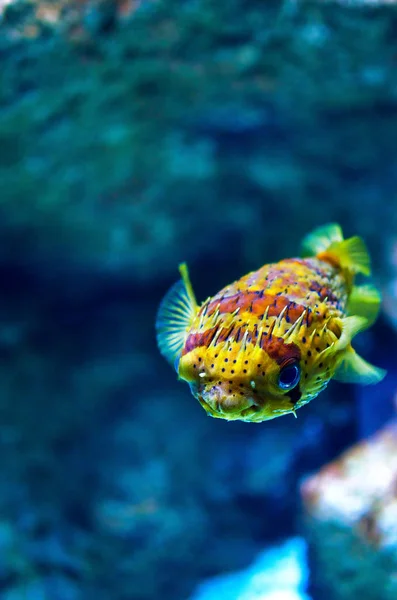 Imagem Subaquática Recifes Coral Peixes Tropicais — Fotografia de Stock