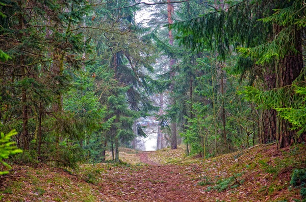Bellissimo Sentiero Montagna Foresta Autunnale Tramonto — Foto Stock