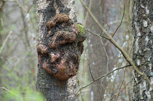 Excrescence Στον Κορμό Του Δέντρου — Φωτογραφία Αρχείου