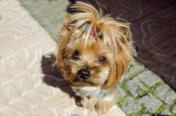 在城市漫步的约克郡猎犬的肖像 — 图库照片