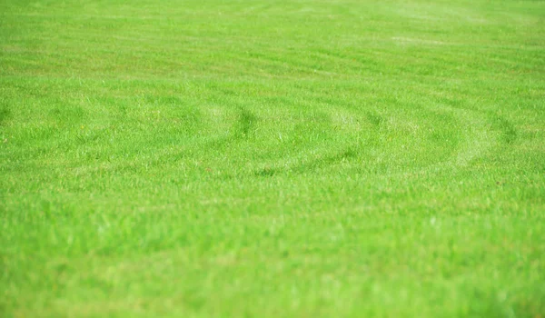 Natürliche Abstrakte Gras Hintergrund — Stockfoto