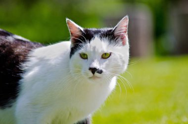 Yeşil bir arka plan üzerinde kedi portre