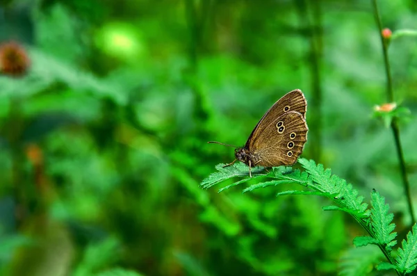 蝴蝶林地棕色 Lopinga Achine 栖息在树叶中 — 图库照片