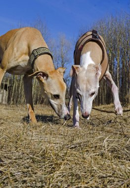Greyhound köpek koklama ve oyun parkı