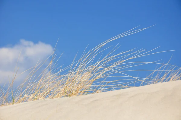 Grass on a dune at the beach with blue sky