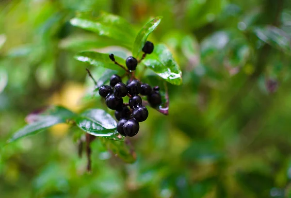 Black chokeberry. Branches of black chokeberry in the garden