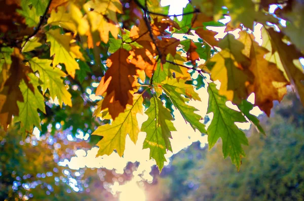 自然背景 在树枝上的秋天彩色叶子 — 图库照片