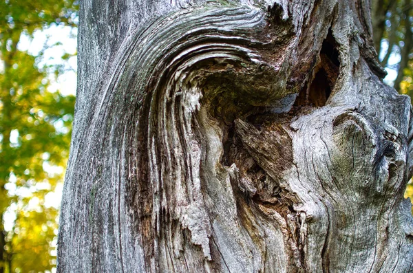 Excrescence Tree Trunk Natural Wood Texture Gray Color — Stock Photo, Image