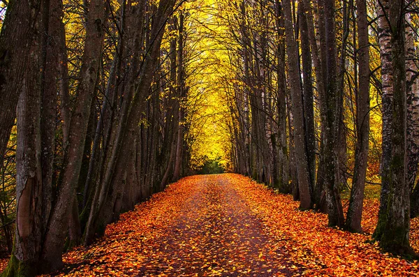 Podzimní Park Alej Světlé Podzimní Stromy Zlaté Podzimní Listy — Stock fotografie