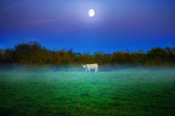 Vaca Pastar Relvado Verde Enevoado Vacas Touros Meadows Misty Evening — Fotografia de Stock