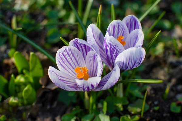 Vacker violett Krokus blommor — Stockfoto