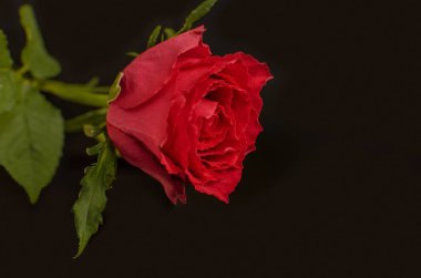 Pembe kırmızı yaprakları Ile narin gül