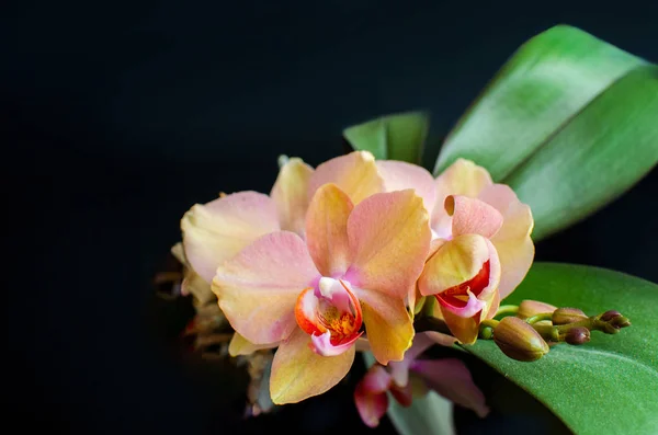 Orquídea vermelha amarela isolada no fundo preto — Fotografia de Stock