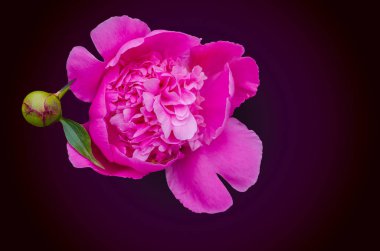 Şakayık çiçeği. Şakayık, Paeonia cinsinden çiçekli bir bitkidir. W