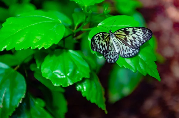 Motyl i roślina. Nazwa Motyl jest drzewo nimfa Butter — Zdjęcie stockowe