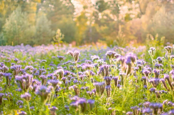 Güneş ışığında çiçek açan arı otlaması. Mor çiçekli Phaceli