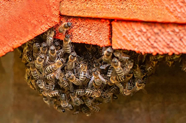 Grupo de abelhas na entrada da colmeia artificial — Fotografia de Stock