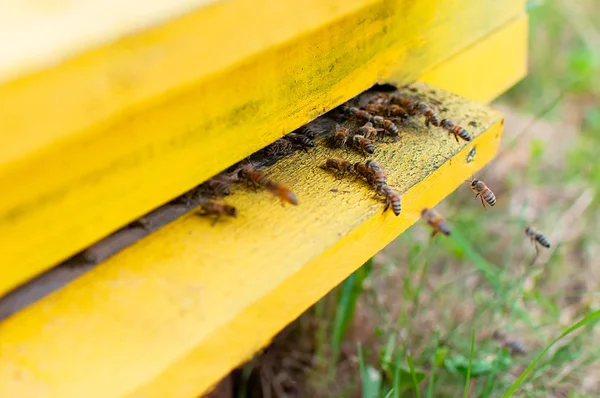 Gros plan sur les abeilles volantes. Ruche et abeilles en bois. Un essaim d'abeilles — Photo