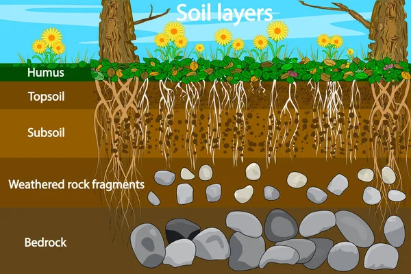 土壌層 土壌の層のための図 草や根 地球のテクスチャや石と土壌層スキーム 腐植または有機および地下の土壌層の断面 ストックベクトルイラスト — ストックベクタ