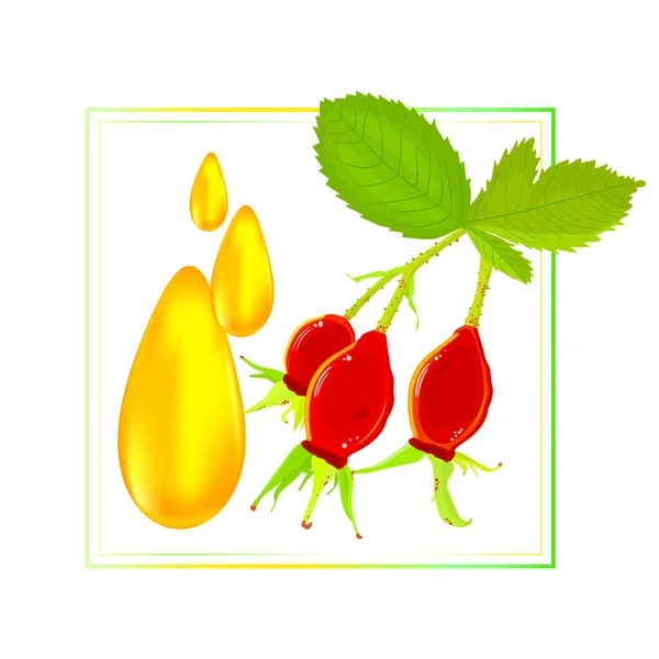 Frame Rosehip Berries Dog Rose Oil Drops Isolated White Background — Stock Vector