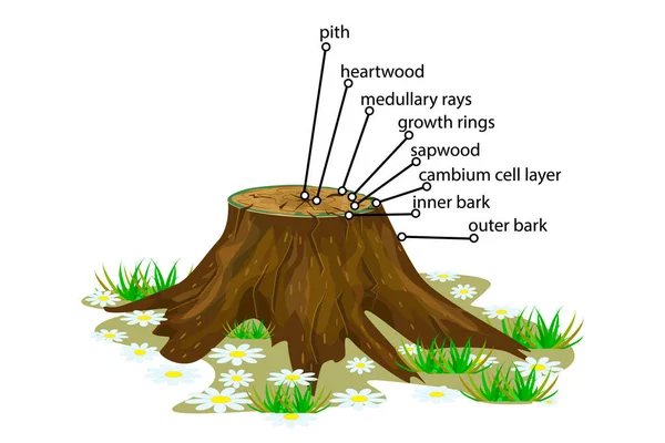 Anatomía Árbol Aislado Sobre Fondo Blanco Estructura Rebanada Las Capas — Vector de stock