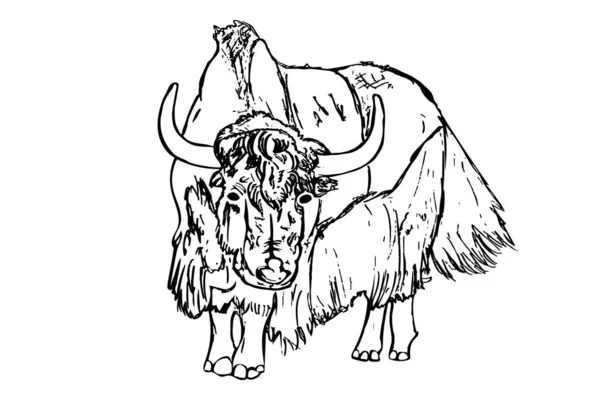Yak Isolated White Background Hand Draw Taurus Sketch Antique Engraving — Stock Vector