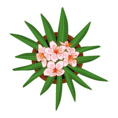 Saksıdaki çiçek beyaz arka planda izole edilmiş. Seramik saksıda yeşil yapraklı taze pembe çiçek. Ev bitkisi manzaralı. Peyzaj tasarımı projeleri ya da mimarlık planı. Stok vektör illüstrasyonu