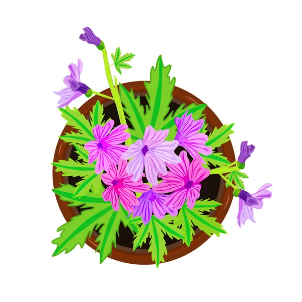 꽃들은 배경에 분리되어 있습니다 세라믹 화분에 자주색 화초의 꼭대기 디자인 — 스톡 벡터