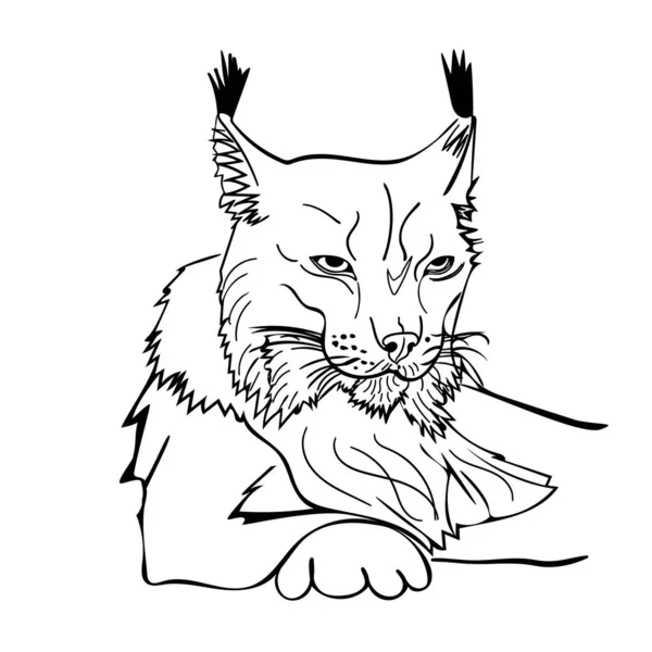 Vázlat Stílusú Portré Lynx Elszigetelt Fehér Háttér Vad Hiúz Fekete — Stock Vector