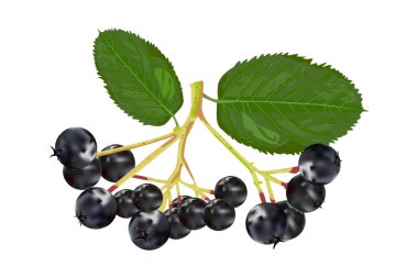 Boğuüzümü beyaz arka planda izole edilmiş. Aronia 'nın yeşil yapraklı bir kolu. Böğürtlen böğürtlen. Böğürtlenli ve yapraklı botanik dalı. Çay, organik kozmetik, ilaç ve aromaterapi için. Stok vektör illüstrasyonu