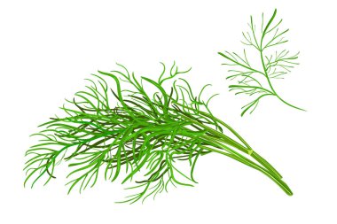Dill beyaz arka planda izole edildi. Taze dereotlu baharat. Menü, ambalaj, yemek kitabı, ağ, etiket tasarımı için yeşil dereotlu ot dalı. Baharatlı aromatik bitkiler bahçede yetişir. Stok vektör illüstrasyonu