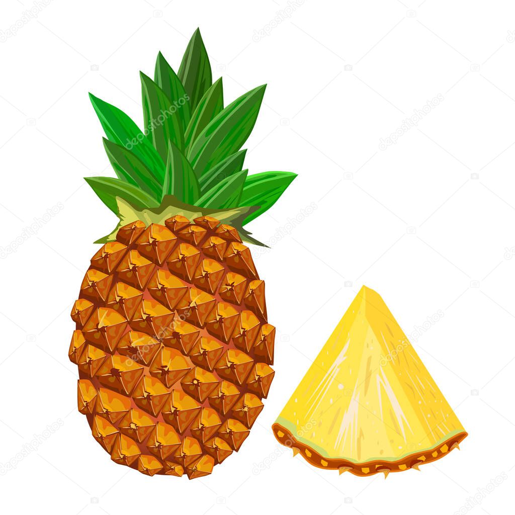 Pineapple isolated on white background. Pineapple with sliced flesh. Tropical exotic fruit icon. Realistic sweet ananas with leaf side view. Healthy food concept. Raw citrus fruit chunk. Stock vector illustration