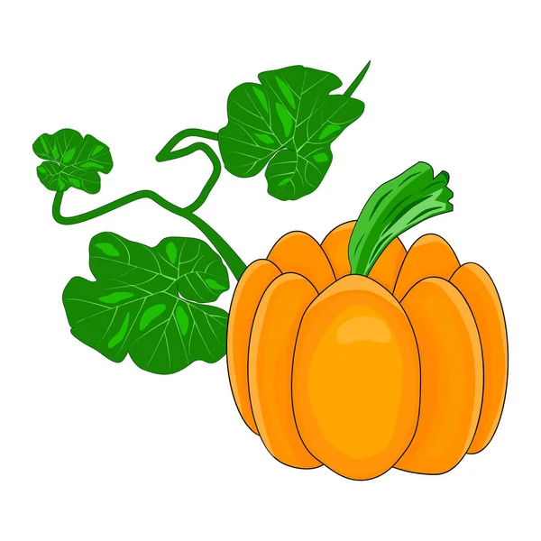 Pumpkin Isolated White Background Autumn Orange Squash Organic Vegetable Food — Stock Vector