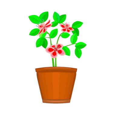 Saksıdaki çiçekler beyaz arka planda izole edilmiş. Terracotta saksısı ve bitki. Ev dekorasyonu, pencere pervazı, bahçe ya da ofis için kilden vazoya konmuş ev bitkisi. Bahar mevsiminde saksı bitkisi. Stok vektör illüstrasyonu