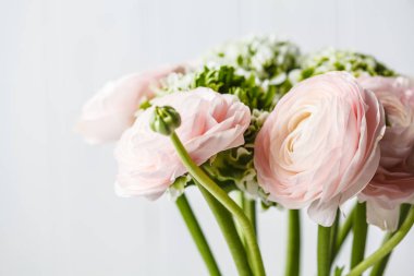 Güzel taze pembe Ranunculus çiçekler, beyaz arka plan.