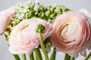 Güzel taze pembe Ranunculus çiçekler, beyaz arka plan.