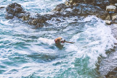 Dişlerinde sopa olan köpek denizde yüzüyor.