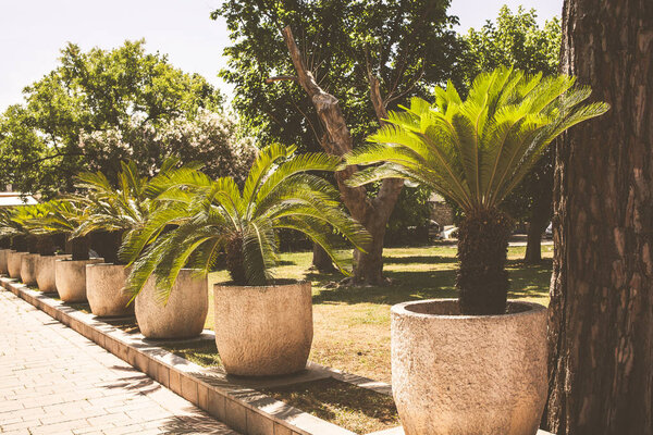 Palm trees in pots along the road in the city Budva