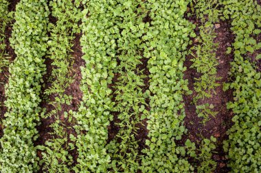 Seradaki yataklarda yeşil sebze filizleri. Yeşil fidanlar arka planda.