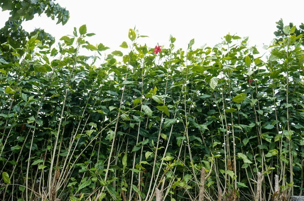 Bereketli Yeşillik: Berrak Gökyüzüne Karşı Tropikal Bitkiler Sırası: Canlı yeşil bir çitin veya genç ağaçların doğal bolluğunu ve yukarı doğru büyümesini vurgulayan dikey bir kompozisyon.