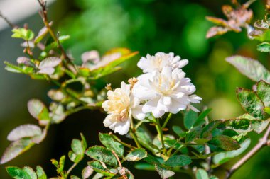 Serene Tidal Flat Landscape with Wooden Poles: A calm scene of shallow water covering a tidal flat, marked by rows of wooden stakes extending across the area.