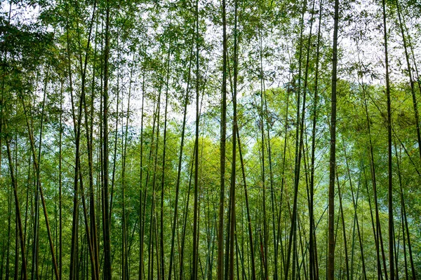 Serene Tidal Flat Landscape with Wooden Poles: A calm scene of shallow water covering a tidal flat, marked by rows of wooden stakes extending across the area.